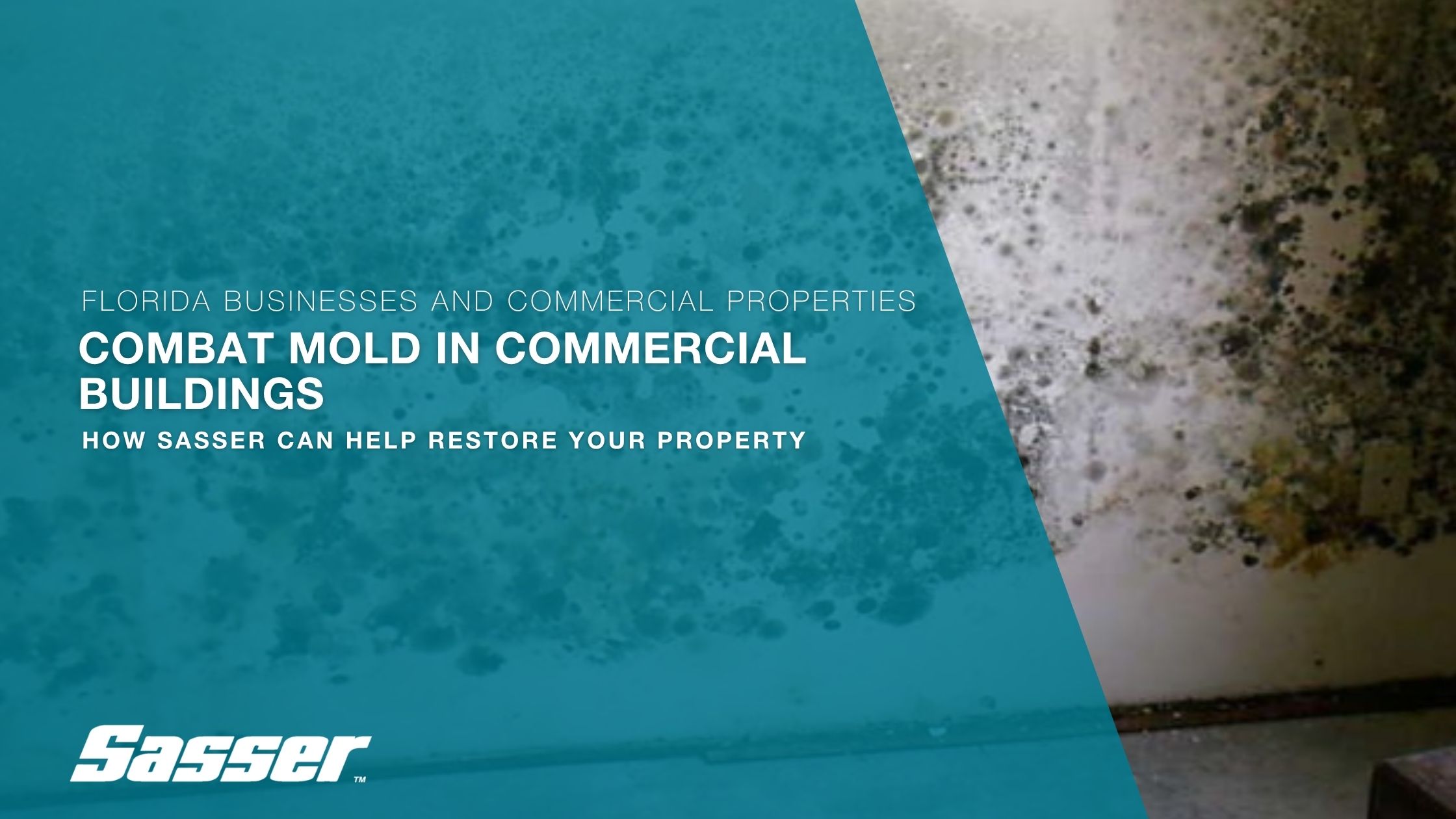 Photo of extensive mold growth on a wall