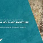 Photo of mold growth on a wall
