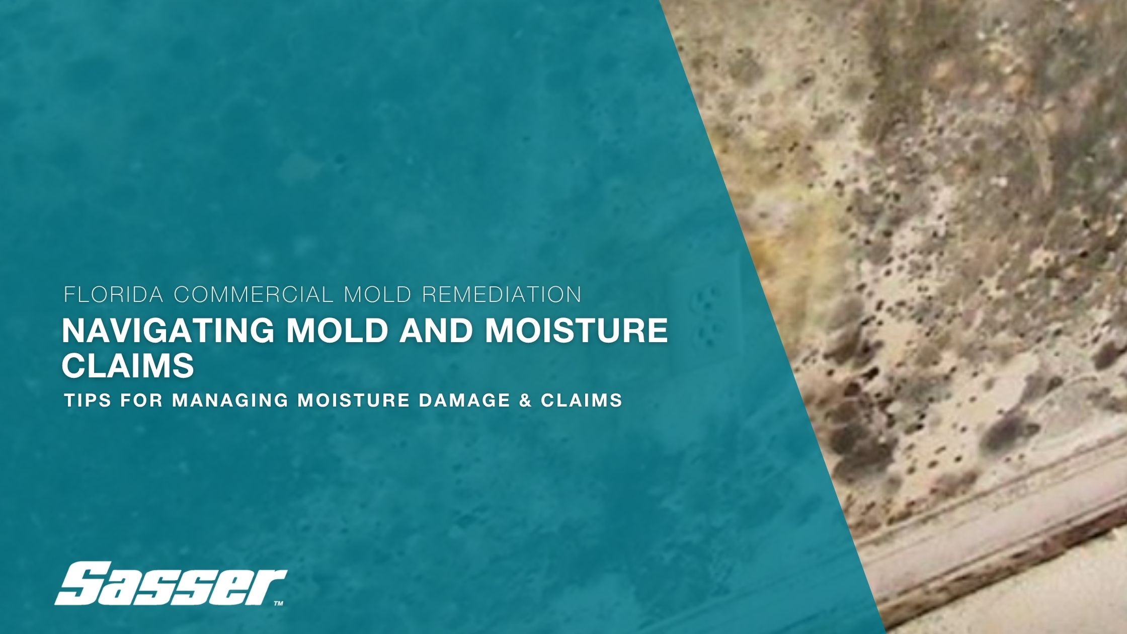 Photo of mold growth on a wall